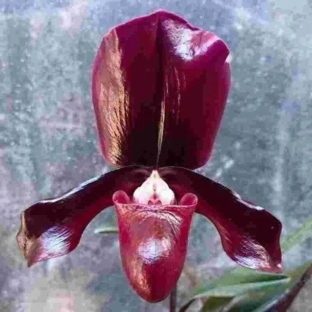 Paphiopedilum Charlesworthii X Paph. Maudiae (Paphiopedilum)