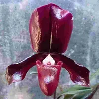Paph. Charlesworthii X Paph. Maudiae