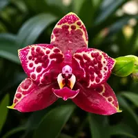 Phalaenopsis Yaphon Black Rose - parfumat