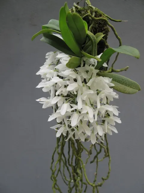 Mystacidium braybonae