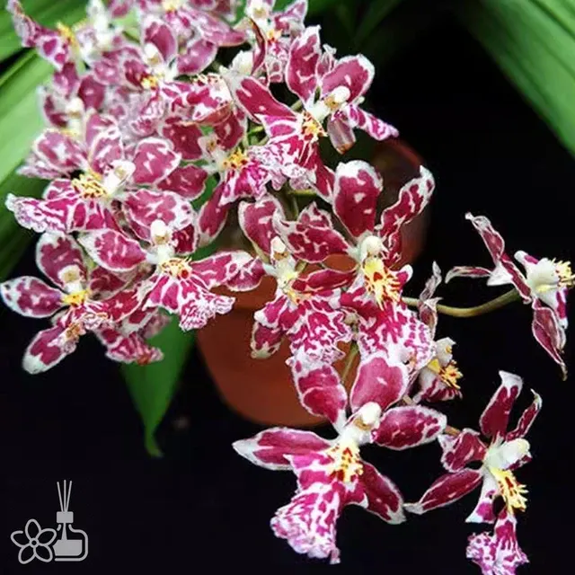 Oncidium Nanboh Waltz 'Boso Sweet'