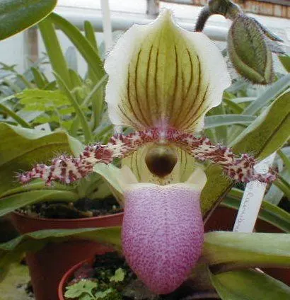 Paphiopedilum chamberlainianum (Paphiopedilum)