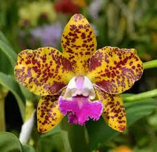 Rhyncholaeliocattleya BENGAL BABY 'Exotic Spots' (Rhyncholaeliocattleya)