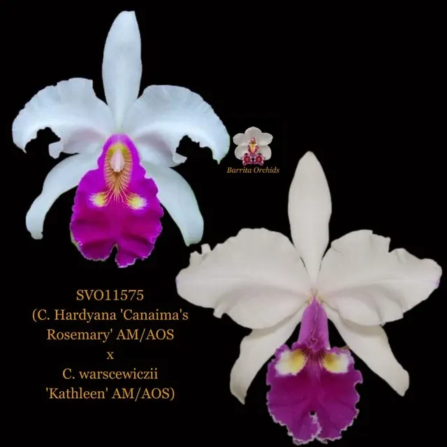 Cattleya Orchid Hybrid SVO11575 'Canaima'