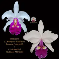 Cattleya Orchid Hybrid SVO11575 (C. Hardyana 'Canaima's Rosemary' AM/AOS x C. warscewiczii 'Kathleen' AM/AOS)