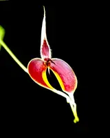 Bulbophyllum masdevaliaceum — Not in bloom