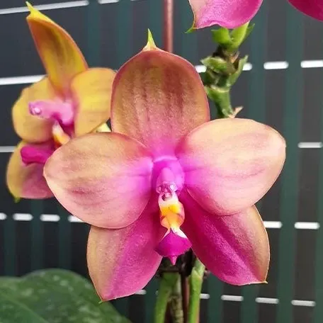 Phalaenopsis Yaphon Bear Sir '634' (Phalaenopsis)