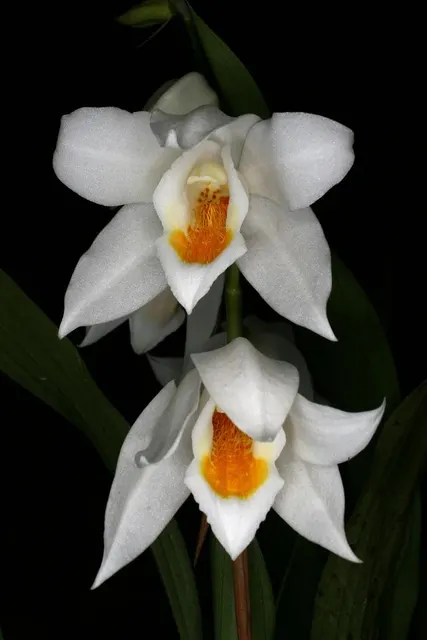 Coelogyne mooreana (Coelogyne)
