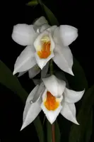 Coelogyne mooreana