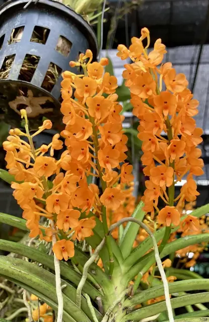 Vanda miniata (Vanda)