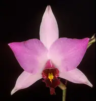 Laelia anceps guerrero