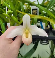 Phragmipedium Elizabeth March (besseae flavum x Sedenii) EY4303