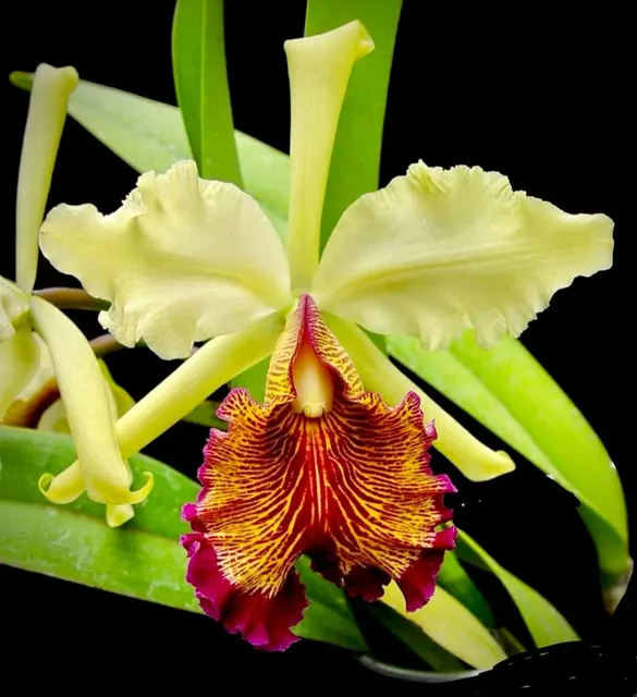 Cattleya dowiana (Cattleya)