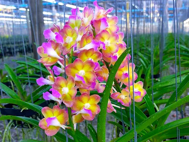 Perreiraara Rapeepath 'Yellow'