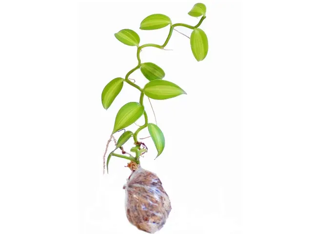 Vanilla planifolia variegada (Vanilla)