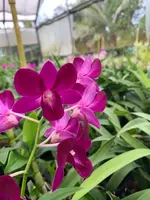 Dendrobium Genting Red Orchid Comes in 4" Pot