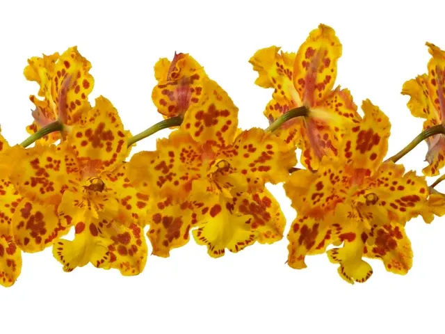 Oncidium Tiger Brew (Oncidium)