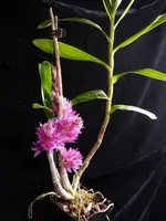 Dendrobium Bracteosum, rare, grown in Hawaii. — Not Currently In Bloom or Spike