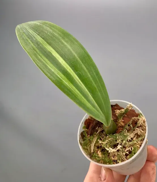 Bulbophyllum phalaenopsis 'variegata'