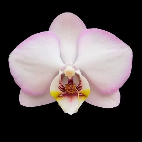Phalaenopsis Taisuco Wonderland (Phalaenopsis)