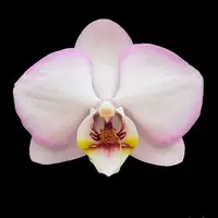 [Bare-root][Import AS-IS] #PA# Phal. Taisuco Wonderland [2.5" BS][Sept Preorder 26]
