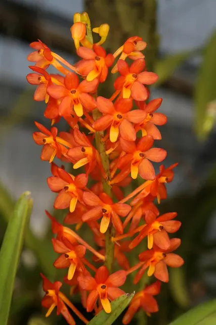 Ascocentrum miniatum x self (Ascocentrum)