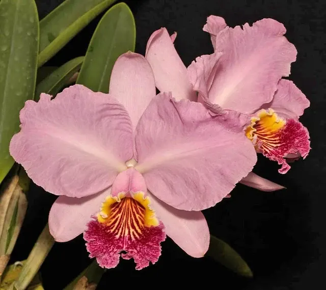 Cattleya lueddemanniana vinicolor