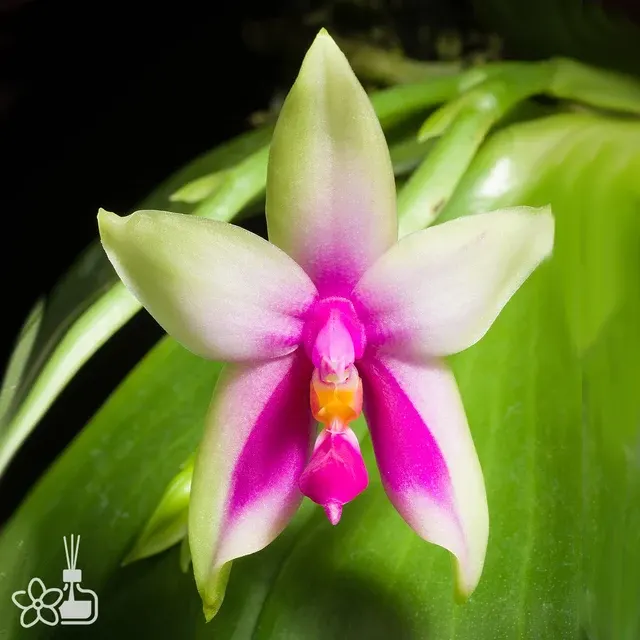 Phalaenopsis bellina x sib (fire type) (Phalaenopsis)
