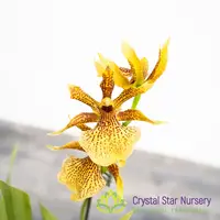Propetalum Mathina 'Elizabeth'