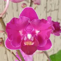 Phalaenopsis Miki Berry Pink '3193' (peloric 2 eyes) 2.5"