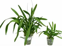 Oncidium Kiss Me (Big)