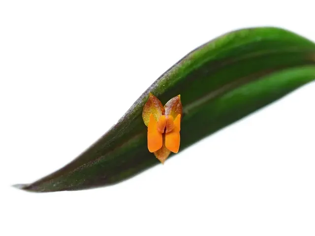 Lepanthes eciliata (Lepanthes)