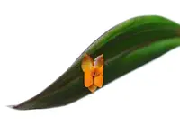 Lepanthes eciliata