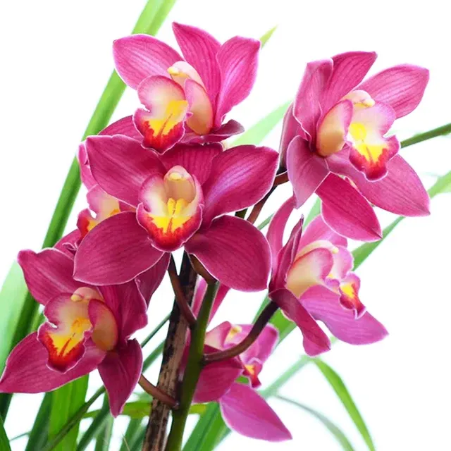Cymbidium Pink Veil 'Anna Maria'