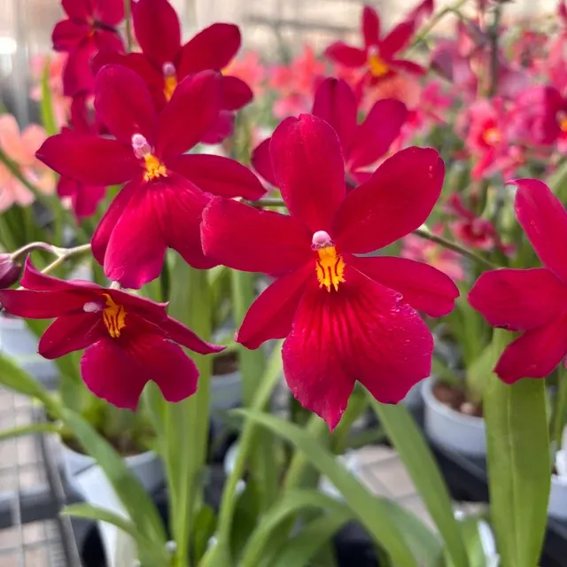 Burrageara Nelly Isler Flori Intens Parfumate 'Red Velvet' (Burrageara)