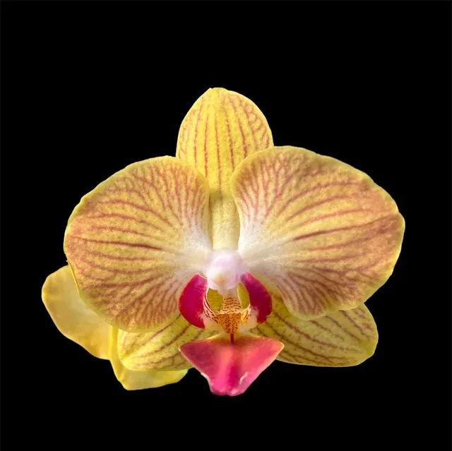 Phalaenopsis Fuller's Gold Stripe