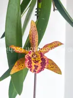 Bc. Rustic Spots 'H&R' — Blooming size