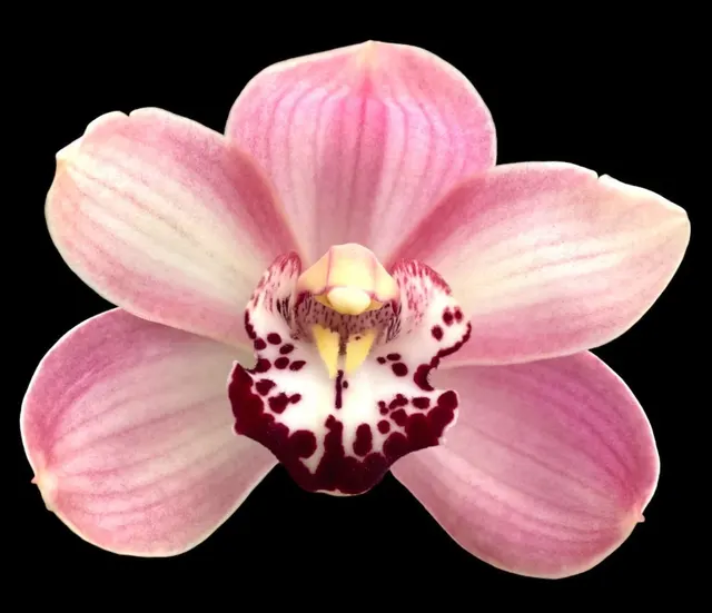 Cymbidium Vanessa Blues