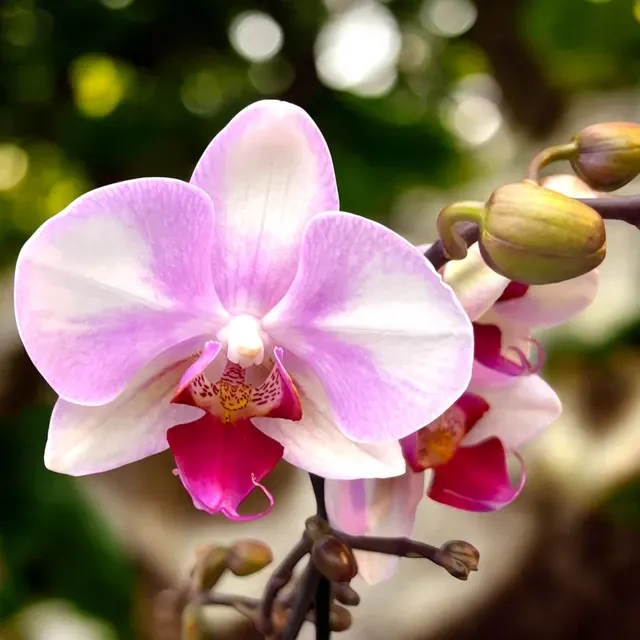 Phalaenopsis MyMonro Make Up