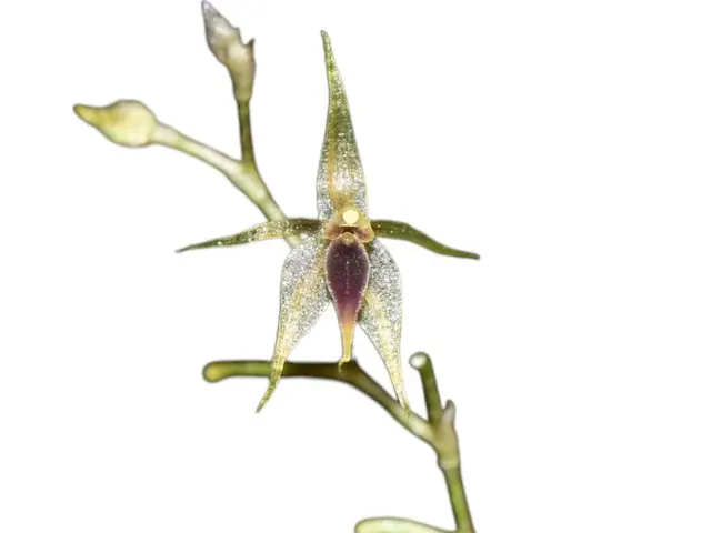 Platystele zamorensis (Platystele)