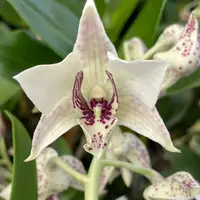 Dendrobium Roy Tokunaga Orchid – Live Dendrobium Orchid Plant, Blooming Size