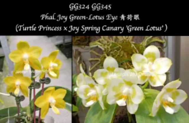 Phalaenopsis Joy Green Lotus Seedling 'Eye'