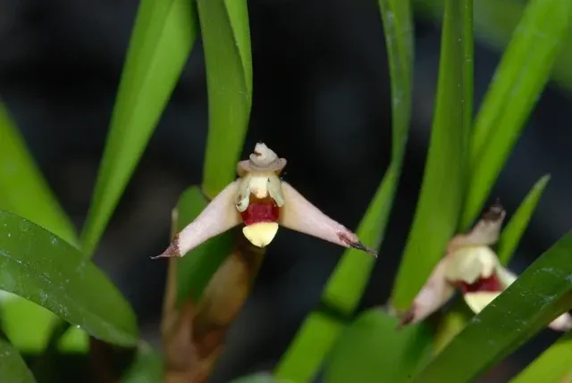 Maxillaria oreocharis