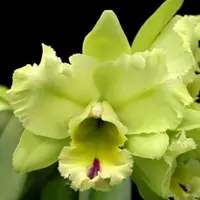 Rlc. Magic Meadow ;Napoleon' 2.75" mericlone