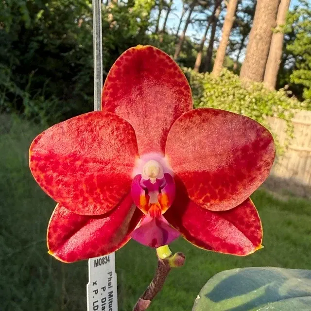 Phalaenopsis Mituo Diamond 'RBC'