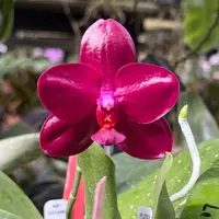 WP241206 Phalaenopsis Lioulin Sweet Pepper 'Red' AM/AOS