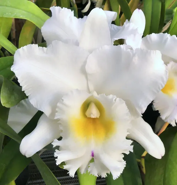 Brassocattleya Pastoral 'Innocence' (Brassocattleya)