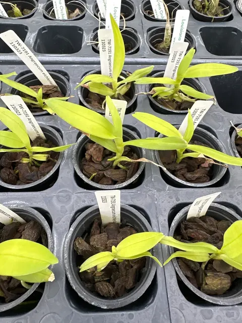 Angraecum eichlerianum (Angraecum)