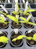 Angraecum eichlerianum