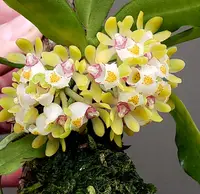 Gastrochilus japonicus